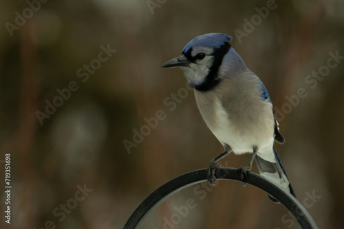 This beautiful blue jay bird came out to the shepherds hook when I took this picture. The blue and white feathers stand out from the black background. His talons clutching the black metal rod.