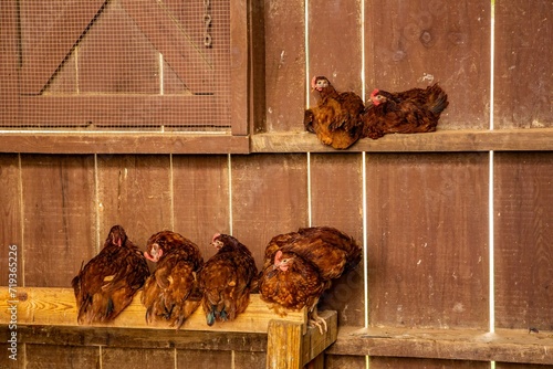 Cochin Chickens roosting in a barn near Asheville, North Carolina photo