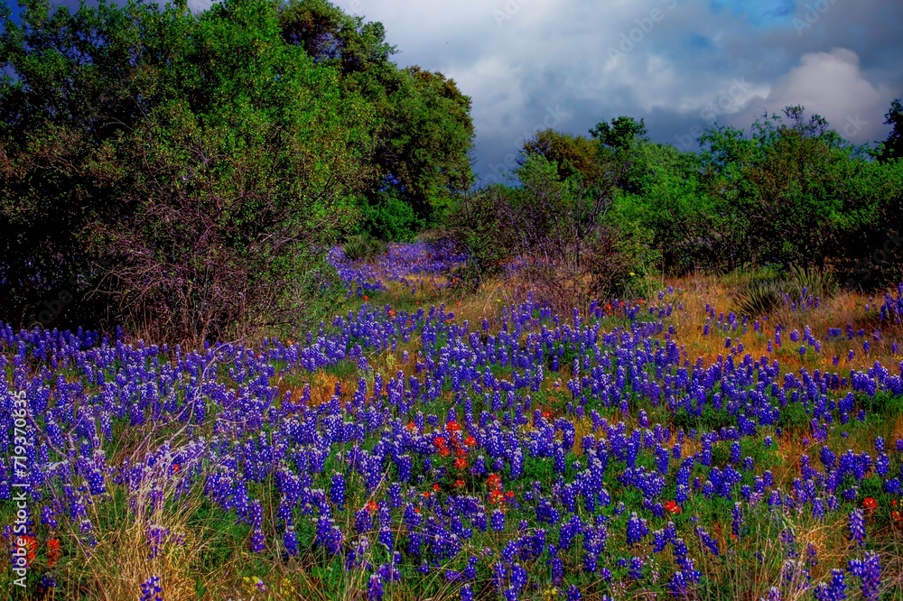 Obraz premium A meadow covered wi\with bluebonnet flowers in the Texas hill country
