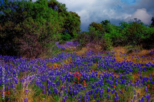 A meadow covered wi\with bluebonnet flowers in the Texas hill country photo