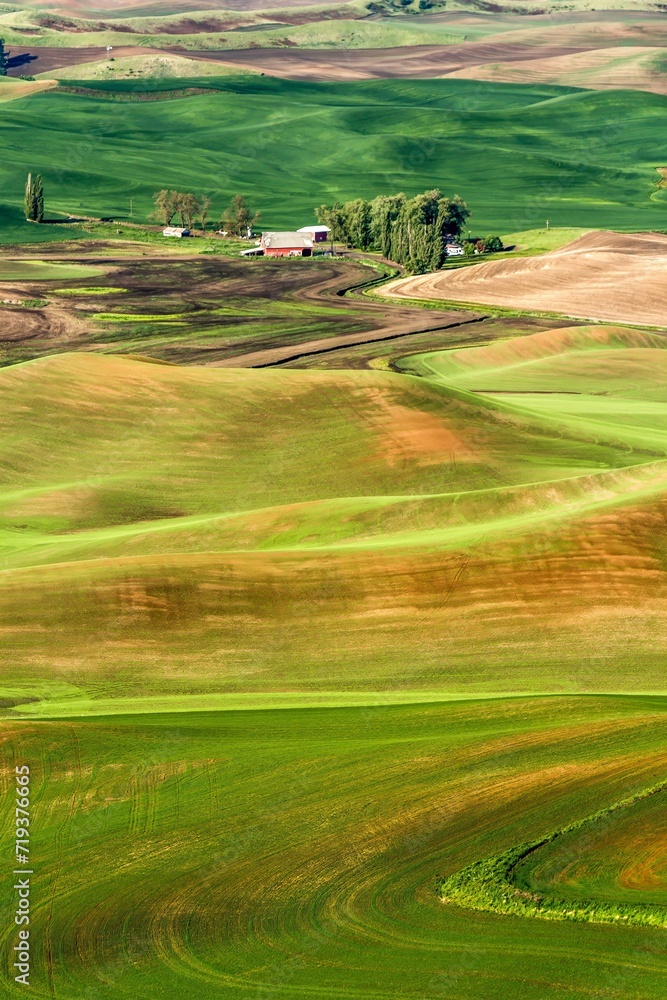 High angle view of the Palouse wheat country in the spring season