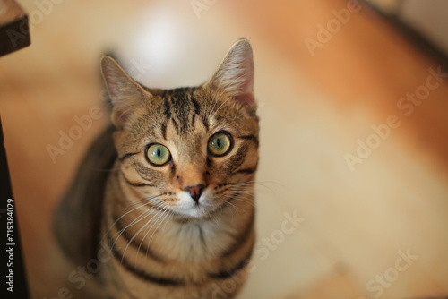 Fototapeta Naklejka Na Ścianę i Meble -  Photogenic Mr.cat 