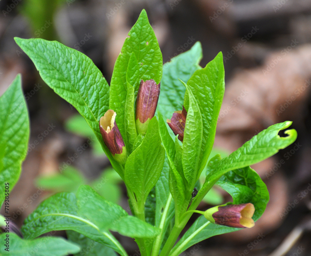 In spring, Scopolia carniolica blooms in the forest In spring, Scopolia carniolica blooms in the forest