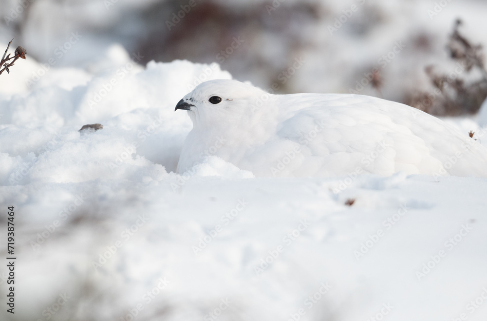 Willow Ptarmigan in the snow
