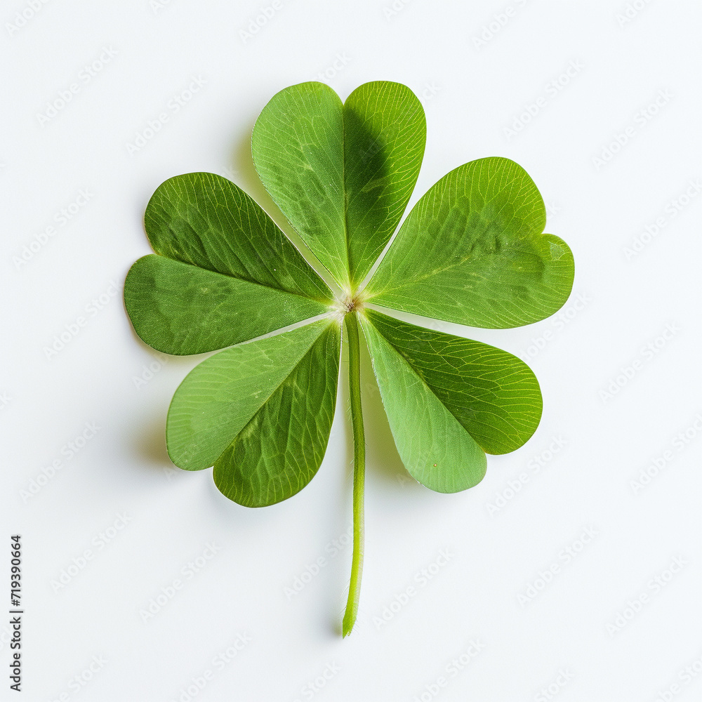 Four leaf clover on white background. Four leaf clover on white background.