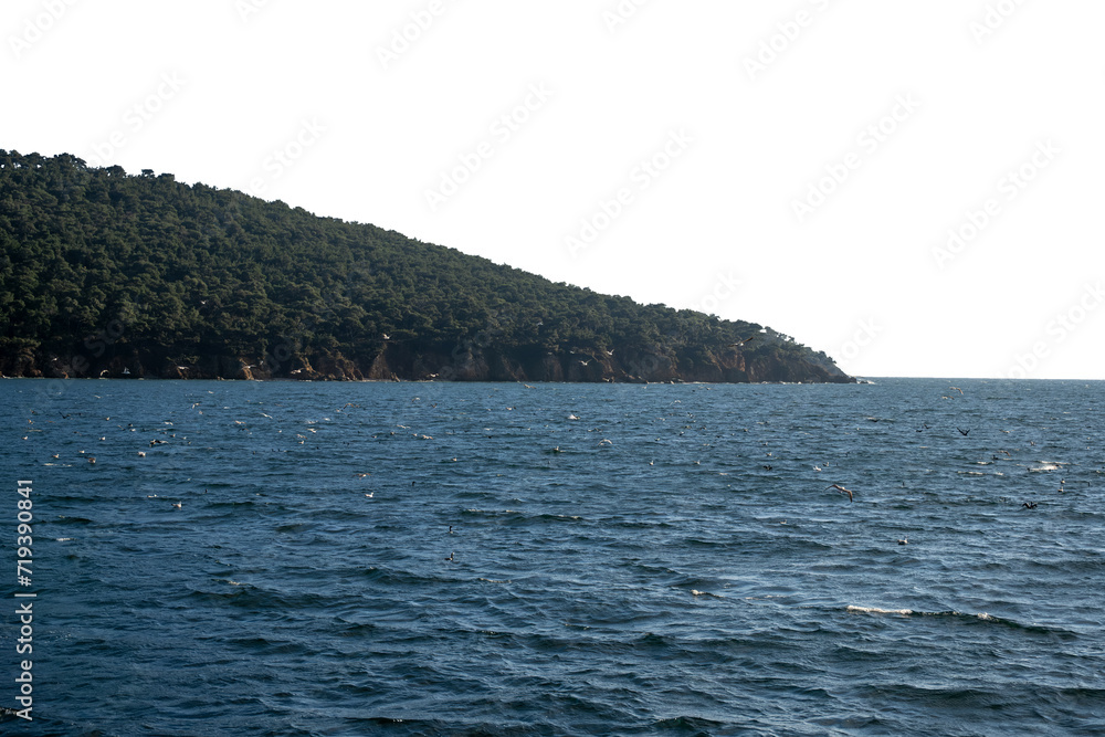 A lush green cliff stretching all the way to the sea, with dozens of seagulls flying around. Isolated background. A lush green cliff stretching all the way to the sea, with dozens of seagulls flying around. Isolated background.