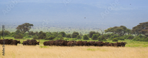 Du  e stado bawo    w na afryka  skiej sawannie w Amboseli Kenia
