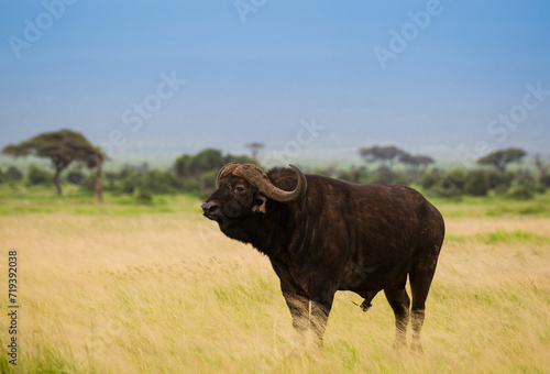 Fototapeta Naklejka Na Ścianę i Meble -  Wielki bawół na afrykańskiej sawannie