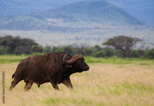 Wielki bawół na afrykańskiej sawannie © kubikactive