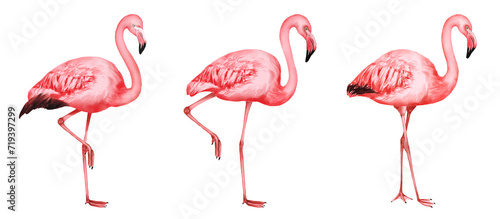 pink flamingos isolated on white photo