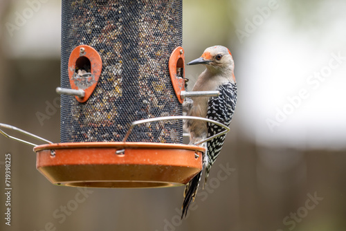 Red-Bellied Woodpecker. Common backyard woodpecker in Central Florida. Eating peanut at a bird feeder. 