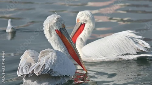 The hungry Pelecanidae Family is looking for something to eat in the calm sea with their curious eyes during the day