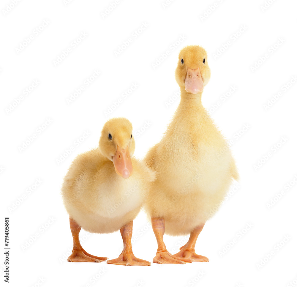 Fototapeta premium Two cute funny curious ducklings isolated on white background