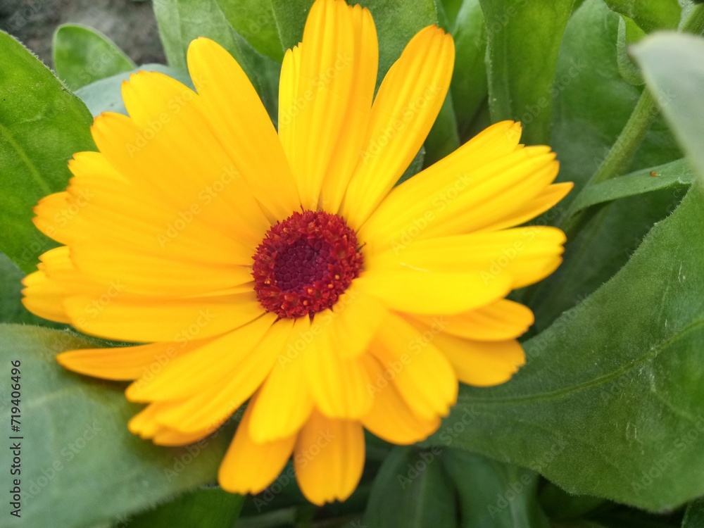 Fototapeta premium yellow flower in the garden