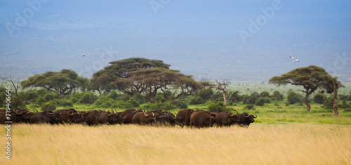Duże stado bawołów na afrykańskiej sawannie w Amboseli Kenia © kubikactive