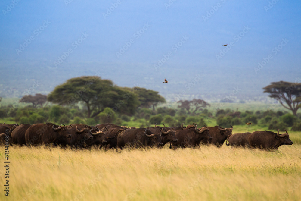 Duże stado bawołów na afrykańskiej sawannie w Amboseli Kenia - obrazy, fototapety, plakaty 