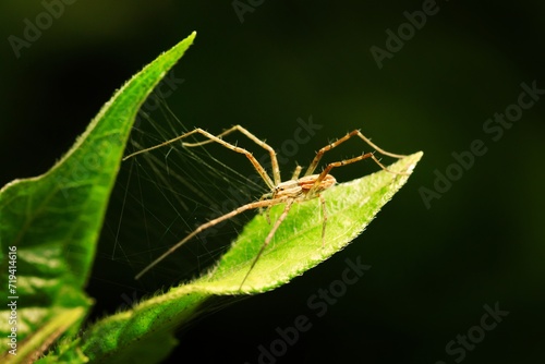 Close up macro shot of forest spider
