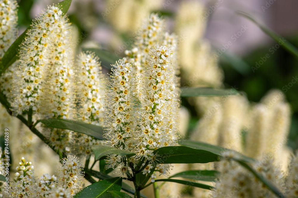 Prunus laurocerasus cherry laurel flowering plants, group of white flowers on bush branches in bloom, green foliage Prunus laurocerasus cherry laurel flowering plants, group of white flowers on bush branches in bloom, green foliage