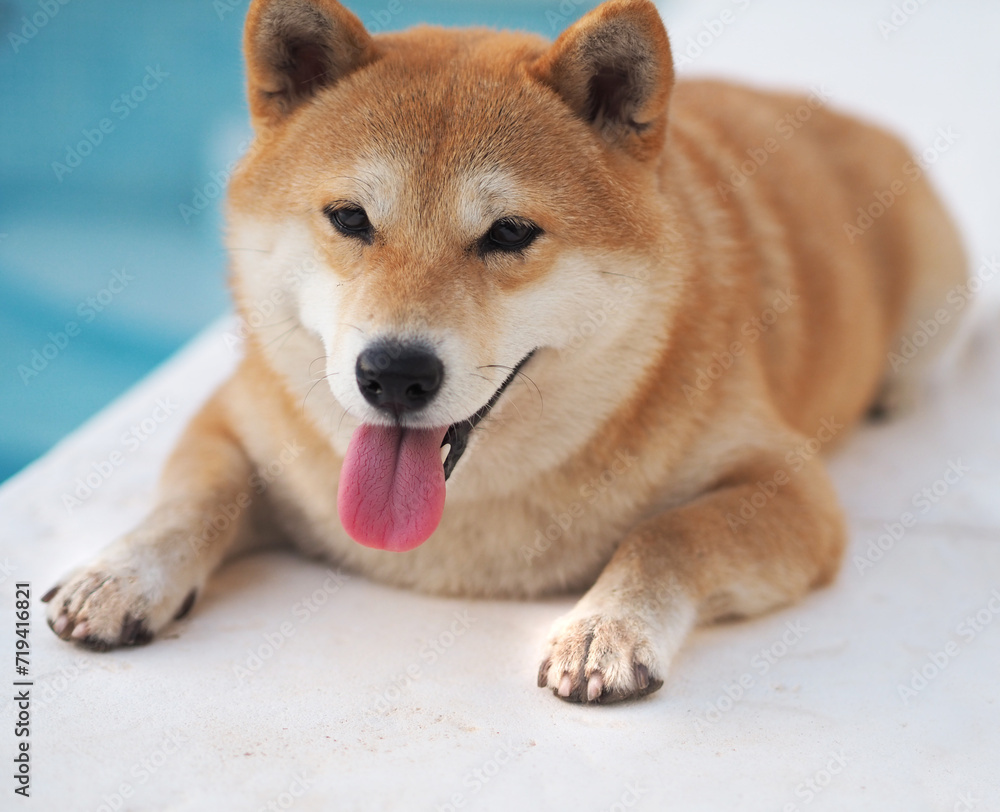 Shiba Inu puppy looks like a little fox Shiba Inu puppy looks like a little fox