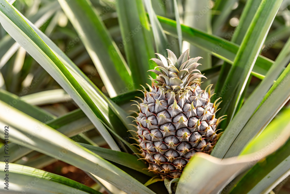 Close up of pineapple fruit growing in glass greenhouse. Traditional pineapple plantation on Sao Miguel island, Azores, Portugal Close up of pineapple fruit growing in glass greenhouse. Traditional pineapple plantation on Sao Miguel island, Azores, Portugal