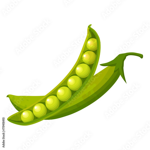 Green peas. The end of a green pea pod. A vector image.