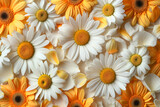 Pattern from chamomile background 