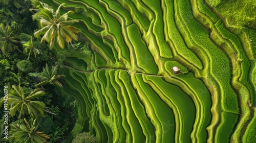 Aerial Drone view of Farmer working in Bongkasa Rice Terrace next to Ubud, Bali Island, Indonesia