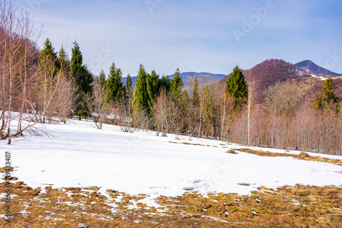 forests of uzhanian national park in spring. mountainous landscape of ukraine. carpathian nature scenery with trees on the snow covered hill in march