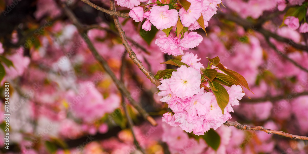 pink branch of sakura in full blossom. festive hanami background from ukraine pink branch of sakura in full blossom. festive hanami background from ukraine