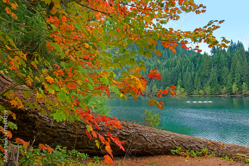 Autumn vine maple leaves foreground with wild geese in Toketee lake in Umpqua National forest of Oregon  photo