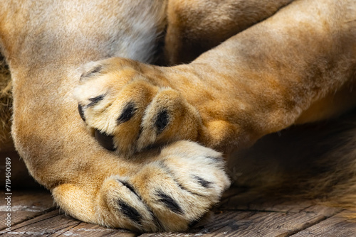 Lions crossed paws close up