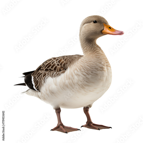 duck in full growth on a white isolated background.