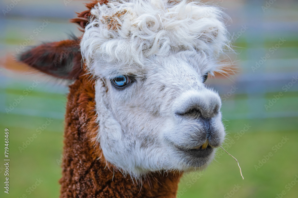 Fototapeta premium Cute Alpaca. Beautifull and funny animal
