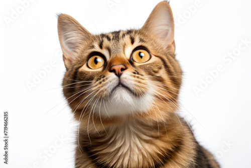 Close-up image of cat looking up. Can be used to depict curiosity or interest