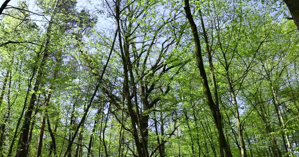 trees with the first foliage in the forest in the spring season, the first foliage on trees in the spring season trees with the first foliage in the forest in the spring season, the first foliage on trees in the spring season
