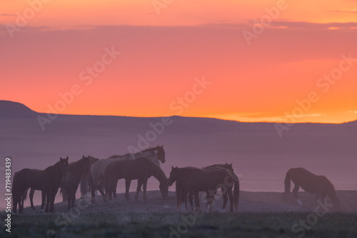 Wild Horses in the Utah Desert at Sunset