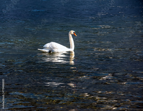 A white mute swan swims on the Austrian lake Traunsee in January.