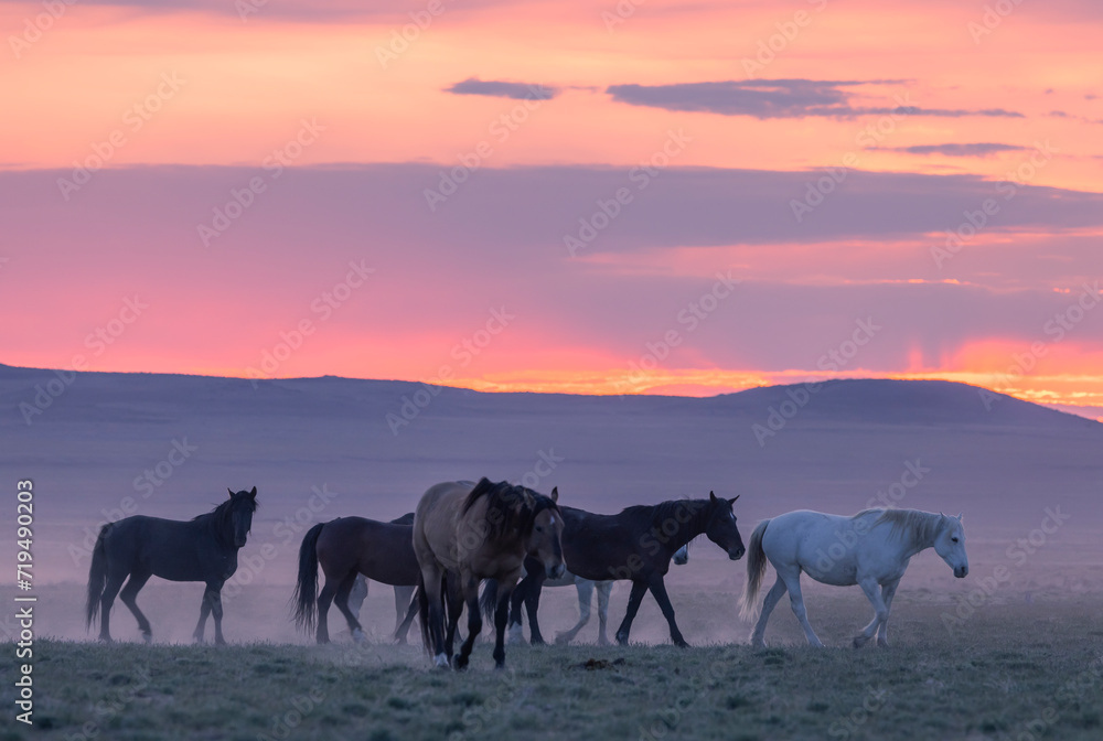 Obraz premium Wild Horses in the Utah Desert at Sunset