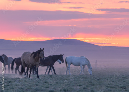 Wild Horses in the Utah Desert at Sunset