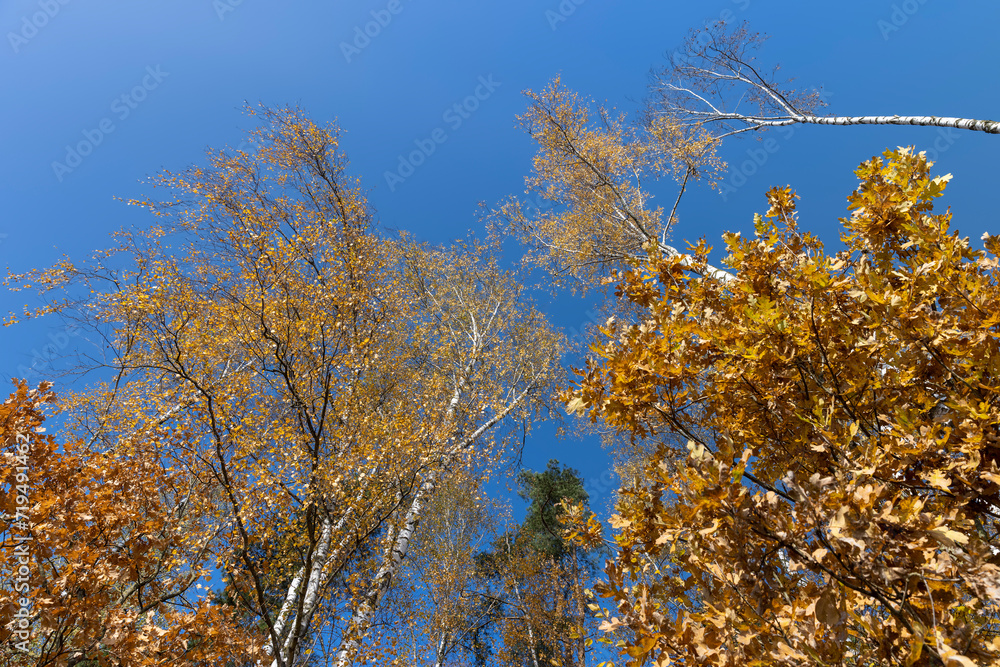 yellowed foliage on birch trees in the autumn season