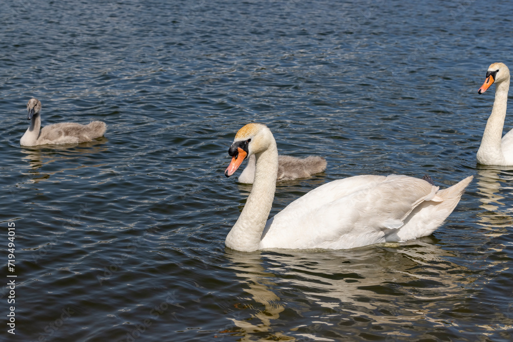 white swans swimming in the lake in summer white swans swimming in the lake in summer