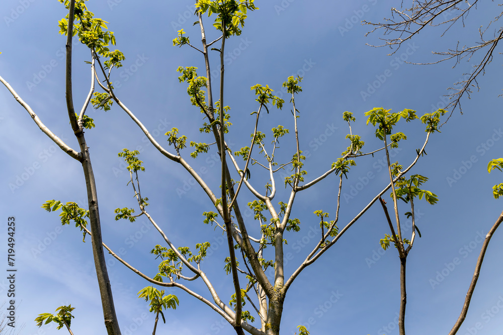 Fototapeta premium a flowering walnut tree in the spring season, a spring park