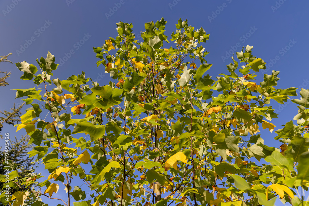 tulip tree in the autumn season with foliage changing color tulip tree in the autumn season with foliage changing color