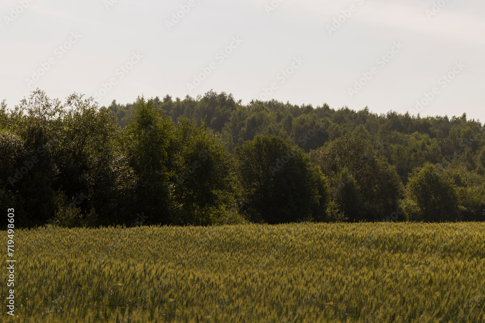 Obraz premium An agricultural field where ripening cereal wheat grows