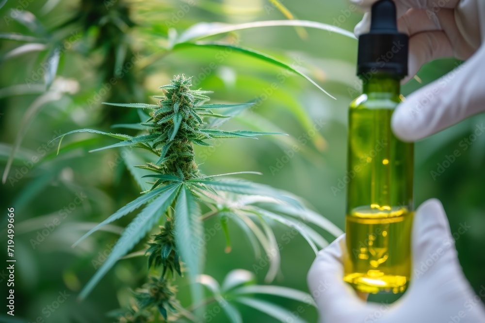 Exploring The Impact Of Medical Cannabis Cbd On Human Well-Being Exploring The Impact Of Medical Cannabis Cbd On Human Well-Being