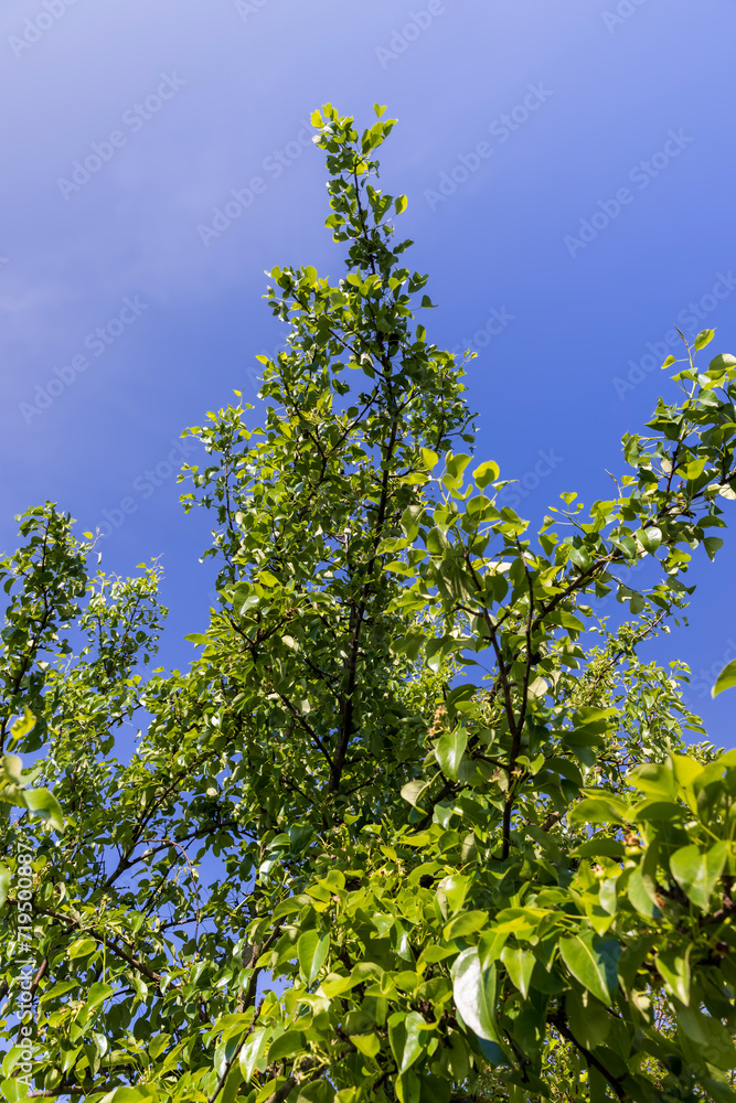 green foliage of a pear in close-up against a blue sky green foliage of a pear in close-up against a blue sky
