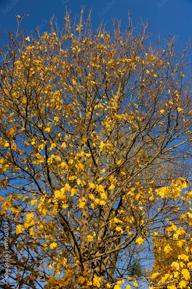 autumn park with colorful maple trees in sunny weather autumn park with colorful maple trees in sunny weather