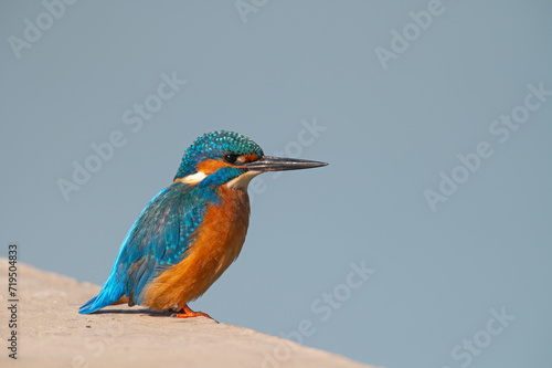 Common kingfisher fishing by the river.