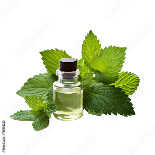 Patchouli Leaves and Oil Known for Its Earthy Scent.. Isolated on a Transparent Background. Cutout PNG.