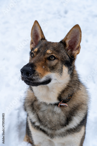 Wilczak Czechosłowacki, Czechoslovakian Wolfdog, zim © Lukasz